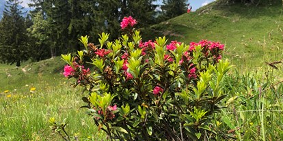 Hotels und Ferienwohnungen im Oberallgäu - Parken & Anreise: kostenpflichtige Parkplätze - Fest zur Alpenrosenblüte auf dem Fellhorn  - Bergfest 2024 zur Alpenrosenblüte im Allgäu