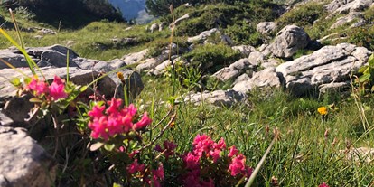 Hotels und Ferienwohnungen im Oberallgäu - Saison: Sommer - Bergbahnen in Oberstdorf - mit der Nebelhornbahn ins Wanderparadies  - Nebelhornbahn - Wanderparadies in Oberstdorf im Allgäu