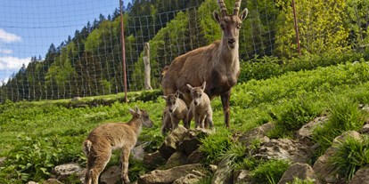 Hotels und Ferienwohnungen im Oberallgäu - Saison: ganzjährig - Wildpark in Obermaiselstein im Allgäu - Alpenwildpark in Obermaiselstein mit Shuttle-Service