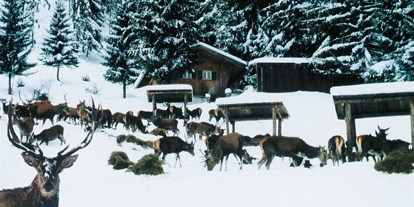 Hotels und Ferienwohnungen im Oberallgäu - Kategorien: Tierpark - Alpenwildpark in Obermaiselstein im Allgäu - Alpenwildpark in Obermaiselstein mit Shuttle-Service