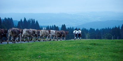 Hotels und Ferienwohnungen im Oberallgäu - Oberstaufen Weißach - Staufner Viehscheid - Viehscheid 2024 in Oberstaufen