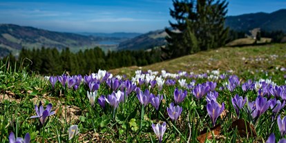 Hotels und Ferienwohnungen im Oberallgäu - Wetter: bei jedem Wetter - Oberallgäu - Hündle Erlebnisbahnen in Oberstaufen im Allgäu - Hündle Erlebnisbahnen in Oberstaufen im Allgäu