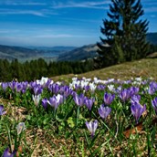 Ausflugsziele im Oberallgäu: Hündle Erlebnisbahnen in Oberstaufen im Allgäu - Hündle Erlebnisbahnen in Oberstaufen im Allgäu