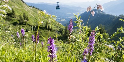 Hotels und Ferienwohnungen im Oberallgäu - Wetter: bei jedem Wetter - Österreich - Walmendingerhornbahn - Bergbahn im Kleinwalsertal - Walmendingerhornbahn im Sommer