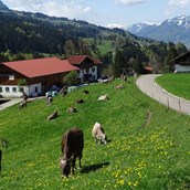 Unterkunft im Allgäu - Urlaub auf dem Bauernhof in Rettenberg im Allgäu - Bergbauernhof Rief in Rettenberg im Allgäu