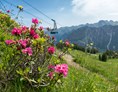 Veranstaltungen im Oberallgäu: Fest zur Alpenrosenblüte auf dem Fellhorn  - Bergfest 2024 zur Alpenrosenblüte im Allgäu