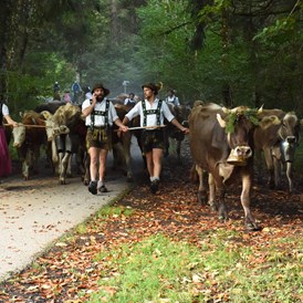 Veranstaltungen im Oberallgäu: Viehscheid in Oberstdorf im Allgäu - Viehscheid in Oberstdorf im Allgäu 2024